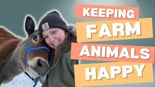 Keeping Farm Animals Happy: Homestead Morning Chores