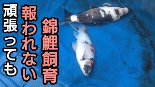 現実を受け入れられない、錦鯉飼育は難儀です。#錦鯉  #アクアリウム　#koi