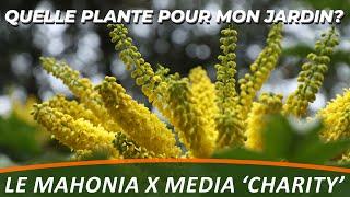 MAHONIA X MEDIA 'CHARITY' - Quelle plante pour mon jardin?