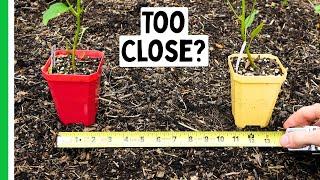 Are Your Pepper Plants Too Close?