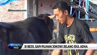 Si Bejo, Sapi Pilihan Jokowi Jelang Idul Adha