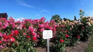 Einblicke in das Blütenmeer des Kordes Schaugarten