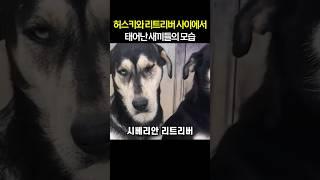 허스키와 리트리버 사이에서 태어난 새끼들의 모습