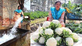 Gobhi Pakora Recipe made by PUNJABI Village woman Village Life of Punjab India️ Indian Rural life