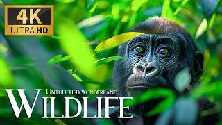 Wanderlust in Wildlife  Relaxing Piano Fantasy for Mindfulness 