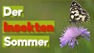 Insekten im Sommer in Wiese und Garten!