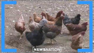 Millions of birds culled, but bird flu persists. Is there a better fix? | NewsNation Live