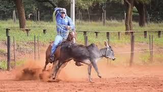 LAÇADAS DO DANIEL ALFARO NO CURSO - TEAM ROPING