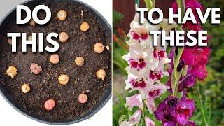 Gladiolus Lovers: Plant Gladiolus Bulbs in Containers the Right Way 