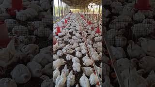 chicken broiler poultry farm#shorts