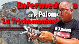 Conversemos sobre enfermedades de la Paloma: La Trichomoniasis