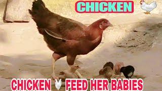 Chicken  Feeding her Babies