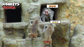 Wonderful Active Monkeys