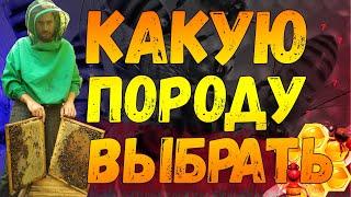 Как выбрать породу пчел. Линии пчел нужно перебирать пока не найдется Ваша пчела