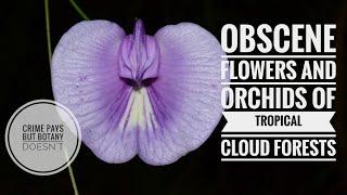 Orchids, Ferns, & El Cachote Cloud Forest