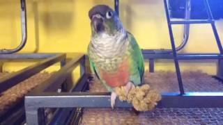 A Conure's Favorite Treat May Include Millet Spray