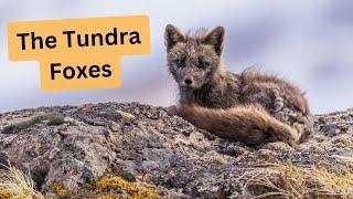 Wildlife Photography in the wilds of Alaska. The most unique family of Foxes I've ever photographed!