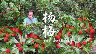 The fragrant red bayberry is full of branches. It's really enjoyable to eat while picking. Grandma