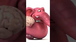 Mind Bending Elephant Illusion  How Many 2025 05 21