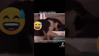 Un gato cat olico