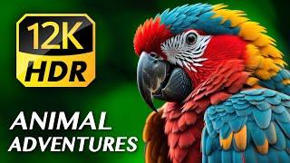 ANIMAL ADVENTURES: The Amazing Animal Kingdom 12K VIDEO ULTRA HD HDR (120 FPS) for 8K & 4K TVs