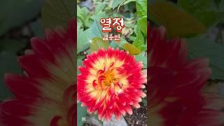 올해는 장마가 빨리 시작한데요.~ 김용빈-열정 #쇼츠 #shorts #김용빈 #열정 #미스터트롯3 #사랑의콜센타 #봄꽃 #건강한중년 #갱년기 #갱년기극복