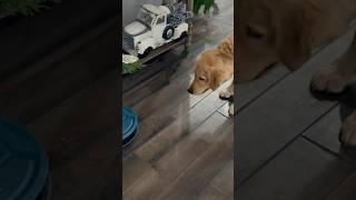 Golden Puppy versus Robot Vacuum!  #puppy  #goldenretriever #golden #cute #puppylove #funny