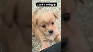 Baby dog | Cute Puppy #cute puppy barking #4kviral #shorts