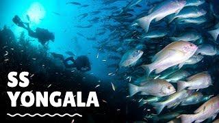 Scuba Diving the SS Yongala in Queensland Australia - Travel Vlog