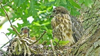 Rearing Red-shouldered Hawks