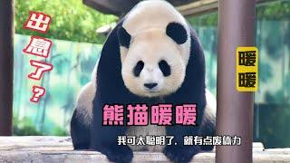 Panda Nuannuan goes out to interact closely with tourists
