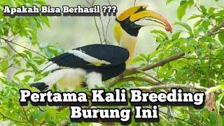 Pertama Kali Breeding Burung Langka Ini, Apakah Bisa Berhasil ?