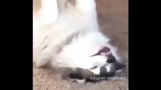 Totally New Funny Dog Meme 2018 [ MitzoHusky ]