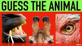 Guess the Animal Quiz #2 | Name the Animals by Closeup Guessing Game