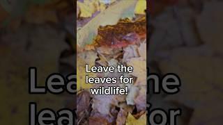 Leave the leaves for wildlife!  #nature #wildlife #autumn #shorts