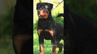 Rottweiler [Ajay EDIT]