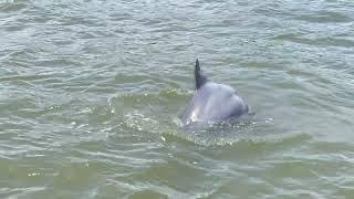 HILTON HEAD ISLAND DOLPHINS   4K