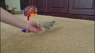 Cockatiel plays basket ball (with a bonus clip)