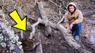 Trapping GIANT Raccoons and Setting Traps on SIGN!!!