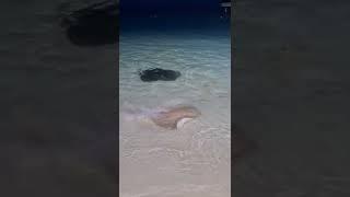 Sting ray