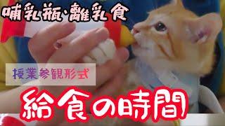 【田舎事務員　終活してたら子猫保護】68日目　子猫　哺乳瓶　離乳食【哺乳瓶のプロ】