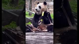 【panda】每次看到大熊猫吃竹笋，都觉得很疗愈，好像很好吃的样子