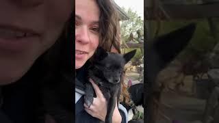 Хорошего настроения вам и мира какие планы у вас на день #garden #gardenlife #дача #огород #shorts