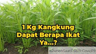 Tanam 1 Kg Kangkung Dapatnya Segini | Berbagi Pengalaman