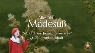 Alles über Mädesüß - Wirklich ein Ersatz für Aspirin? #mädesüß #aspirin #sommersonnenwende