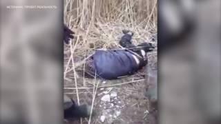 Убийство террористов ИГИЛ в Астрахани