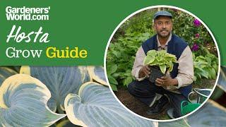 Complete HOSTA guide | Keep slugs and snails away, propagate plants, how to plant hostas