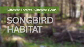 Different Forests. Different Goals. Songbird Habitat