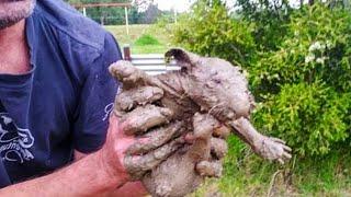 Люди нашли в грязи маленькое животное и когда отмыли его их ждал сюрприз
