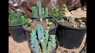 Cloning Sacred Cacti Tutorial